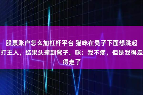 股票账户怎么加杠杆平台 猫咪在凳子下面想跳起来打主人，结果头撞到凳子。咪：我不疼，但是我得走了